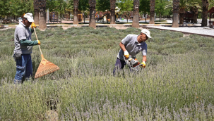 Belediye lavanta bahçesinde hasat başladı