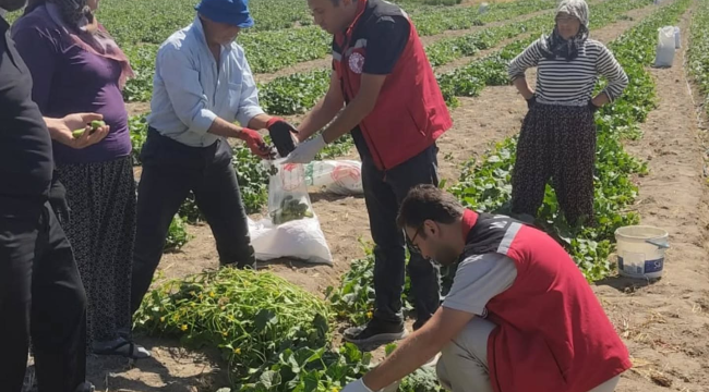 Ekipler hasat öncesi pestisit kalıntı analizleri için numuneler alıyor