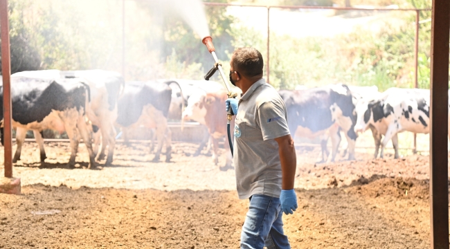 Hayvan sağlığını tehdit eden akabane hastalığına karşı, kapsamlı ilaçlama 