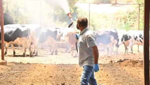 Hayvan sağlığını tehdit eden akabane hastalığına karşı, kapsamlı ilaçlama 