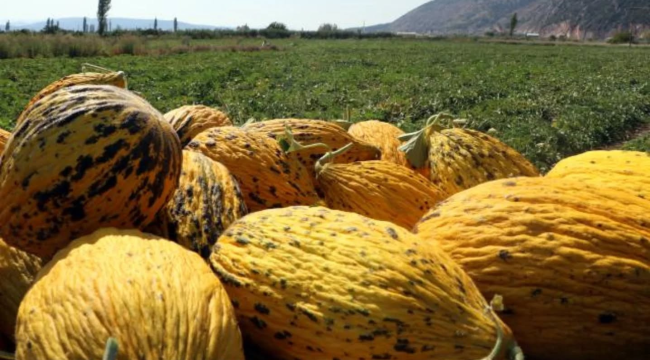 Kırkağaç kavunu, coğrafi işaretle tescillenerek markalaştı