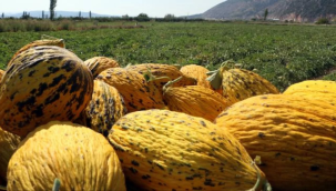 Kırkağaç kavunu, coğrafi işaretle tescillenerek markalaştı