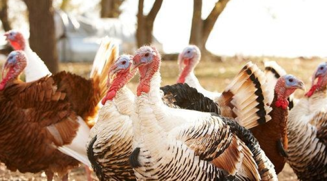 Manisa 814.507 hindi varlığıyla Türkiye birincisi