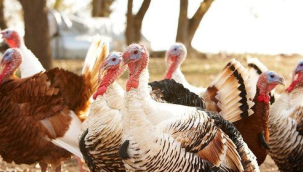 Manisa 814.507 hindi varlığıyla Türkiye birincisi