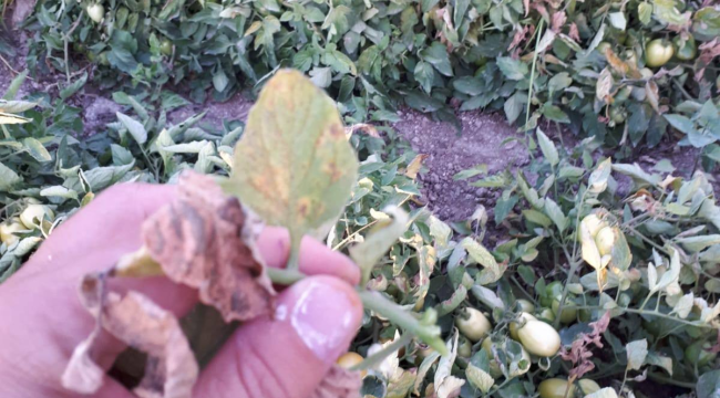 Salihli'de domates,patlıcan ve biberlerde pas akar tehlikesi