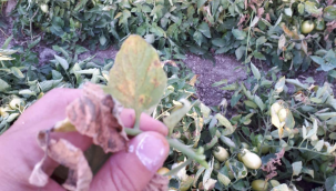 Salihli'de domates,patlıcan ve biberlerde pas akar tehlikesi