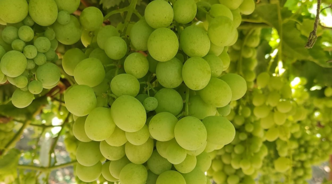 Tarih belirlendi yaş üzüm ihracatı başlıyor