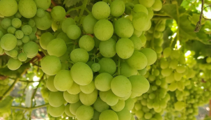 Tarih belirlendi yaş üzüm ihracatı başlıyor