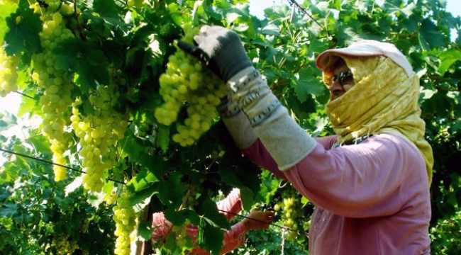 Üzüm eksperleri alım için bağları geziyor