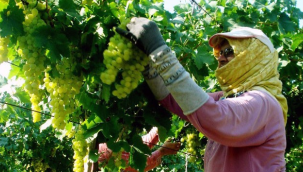 Üzüm eksperleri alım için bağları geziyor