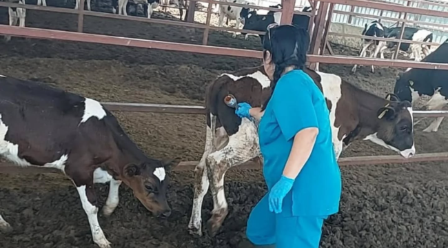 17 ilçede şap aşılama çalışmaları sürüyor