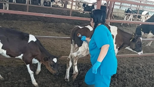 17 ilçede şap aşılama çalışmaları sürüyor