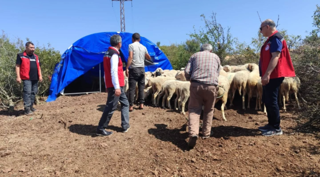 Ağılı yanan hayvan üreticisine çadır ağıl kuruldu