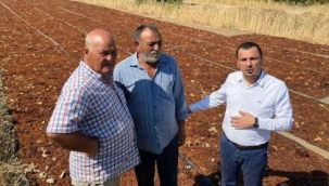 Başevirgen'den TMO'ya üzüm fiyat açıklaması çağrısı