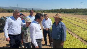 Başevirgen üzüm üreticilerine bir dokundu bin ah işitti