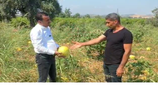 Başevirgene dert yanan ve ürünlerini tarlada bırakan üreticiler''bu düzen çiftçiyi bitirir