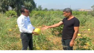 Başevirgene dert yanan ve ürünlerini tarlada bırakan üreticiler''bu düzen çiftçiyi bitirir
