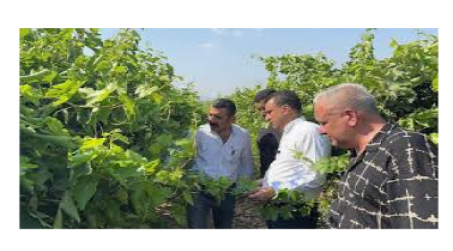 CHP'li Başevirgen'den TMO ve Tariş'e üzüm taban fiyatlarını açıklayın çağrısı