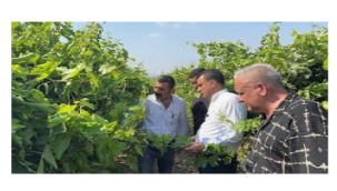 CHP'li Başevirgen'den TMO ve Tariş'e üzüm taban fiyatlarını açıklayın çağrısı