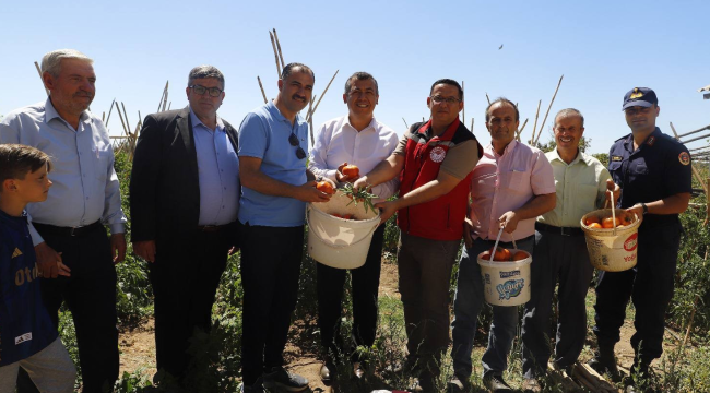 Demirci bardakçı fasulyesinin hasadına başlandı