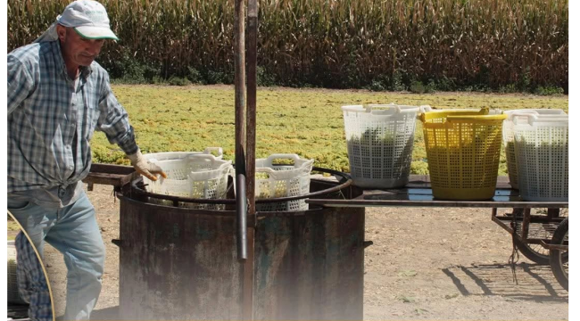 Manisa Ticaret Borsa'sından üzüm üreticilerine bandırma tarifi