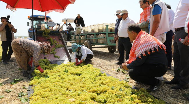 Müdür Karayılan üzüm kesti,üreticileri dinledi