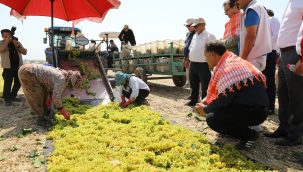 Müdür Karayılan üzüm kesti,üreticileri dinledi
