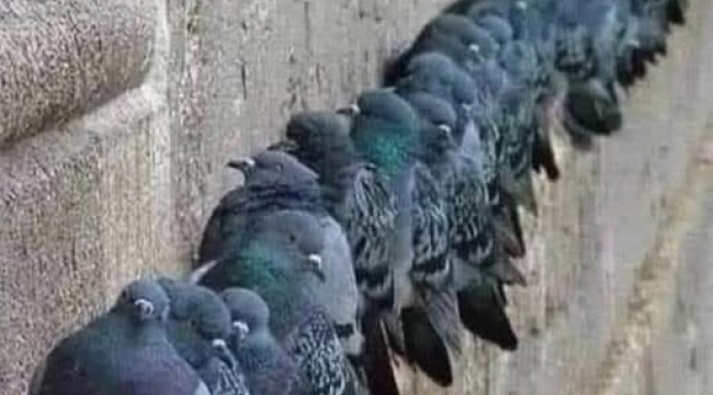 Sığınacak ağaç lazımdı,onuda insanlar kesti