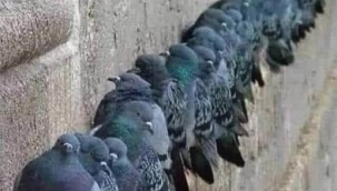 Sığınacak ağaç lazımdı,onuda insanlar kesti