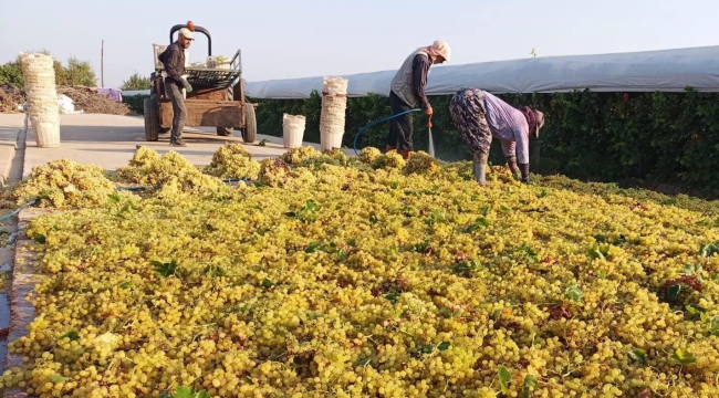 TARİŞ, 9 numaralı üzümün avans fiyatını 120 TL olarak açıkladı