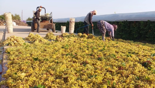 TARİŞ, 9 numaralı üzümün avans fiyatını 120 TL olarak açıkladı