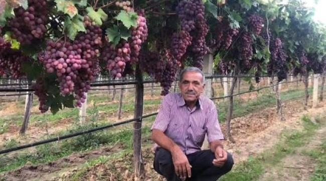 TARİŞ'in açıkladığı üzüm fiyatına tepki