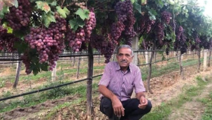 TARİŞ'in açıkladığı üzüm fiyatına tepki