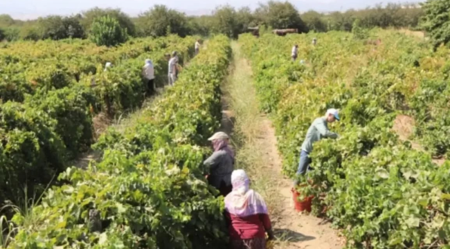 Üretici Tariş'i bekliyor