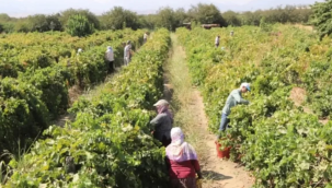 Üretici Tariş'i bekliyor