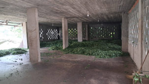 Üreticilerden ÇAYKUR'a 'kota' tepkisi: Çay alımı karaborsaya düştü