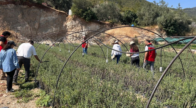  Yaprak yanıklığı hastalığına yönelik çalışma