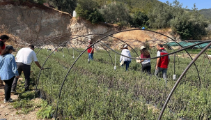  Yaprak yanıklığı hastalığına yönelik çalışma