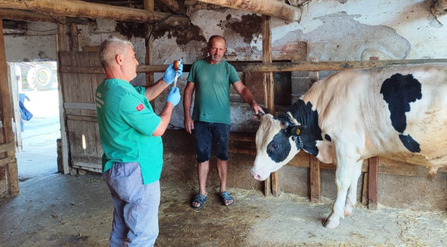 Akhisar'da şap hastalığına karşı aşılamalar devam ediyor 