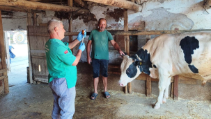 Akhisar'da şap hastalığına karşı aşılamalar devam ediyor 