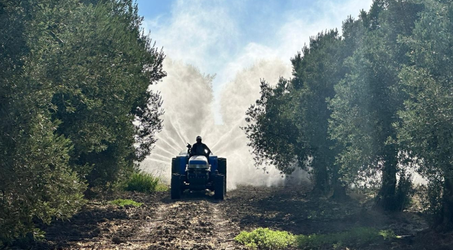 Belediye zeytin bahçelerini ilaçladı