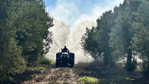 Belediye zeytin bahçelerini ilaçladı