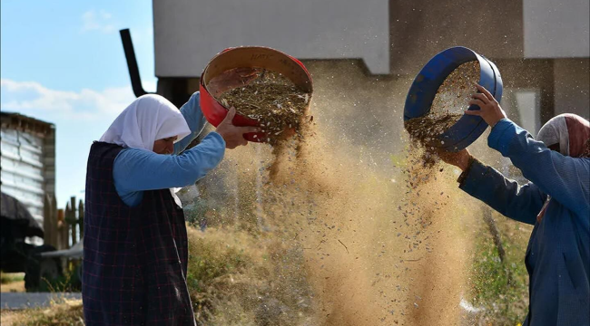 Demirci 'de 18 mahallede kuru fasulye hasadı