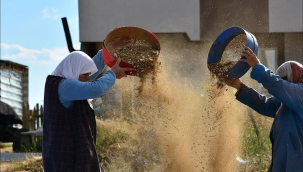 Demirci 'de 18 mahallede kuru fasulye hasadı