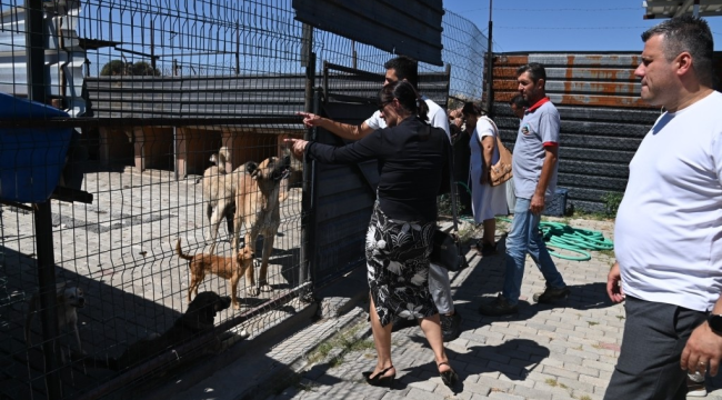 Sokak hayvanları komisyonu Kula'da 