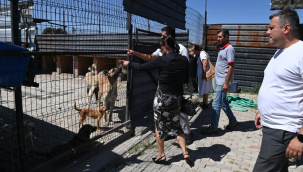 Sokak hayvanları komisyonu Kula'da 