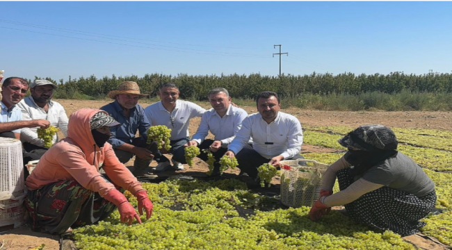 Üreticilerden kalitesinin altında üzüm alan TMO'nun oyunu isyan ettirdi