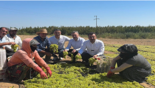 Üreticilerden kalitesinin altında üzüm alan TMO'nun oyunu isyan ettirdi