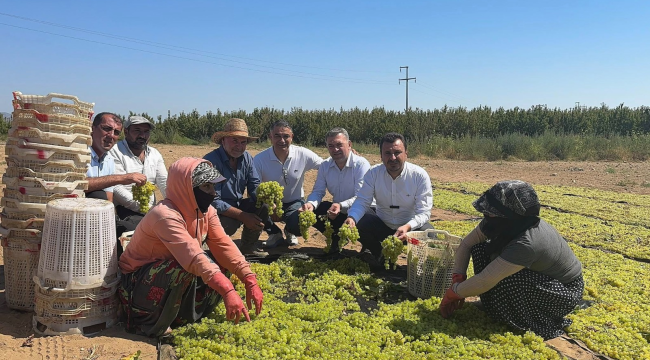Üzüm üreticisinin TARİŞ'in numara oyunu isyanı