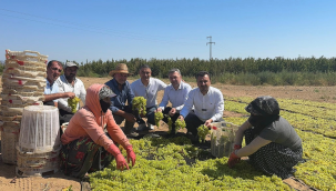 Üzüm üreticisinin TARİŞ'in numara oyunu isyanı